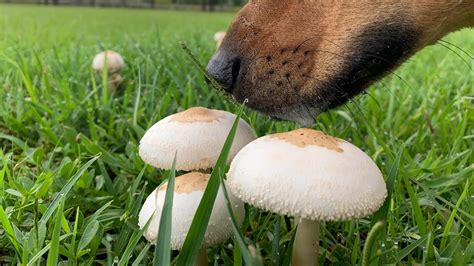 Why Do I Have Large Mushrooms Growing In My Yard At Toby Sayles Blog