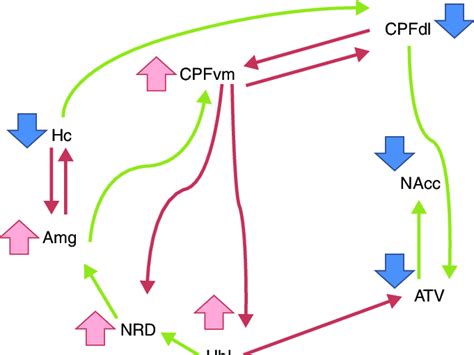 Esquema De La Actividad De Estructuras Del Cerebro En Depresi N Se