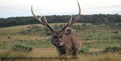 Horton Plains National Park Sri Lanka Knuckles Trekking Kandy