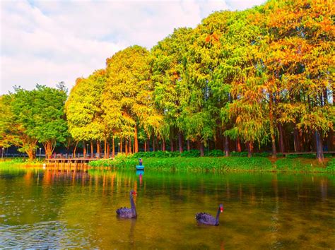 水韵麓湖｜层林尽染 冬景如画