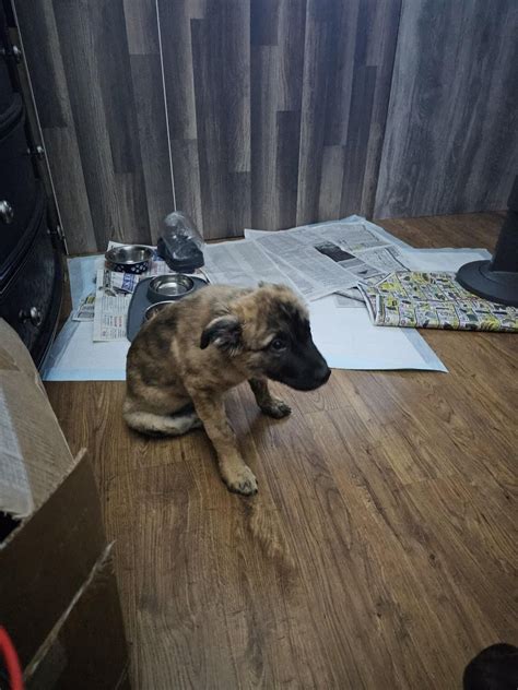 Any idea? Brindle Belgian Malinois mix? : r/dogbreed