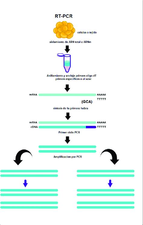 Proceso De Rt Pcr Por El Cual Se Obtiene Una Cadena Doble De Dna