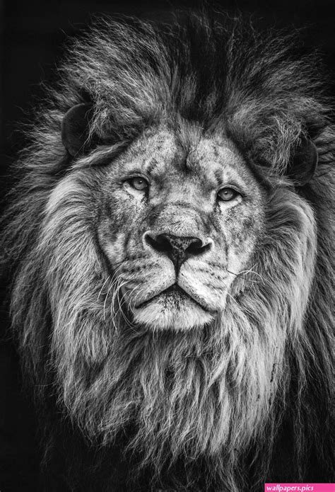 Lion Wallpaper 4k Ai Art Roaring Closeup Wallpapers Pics