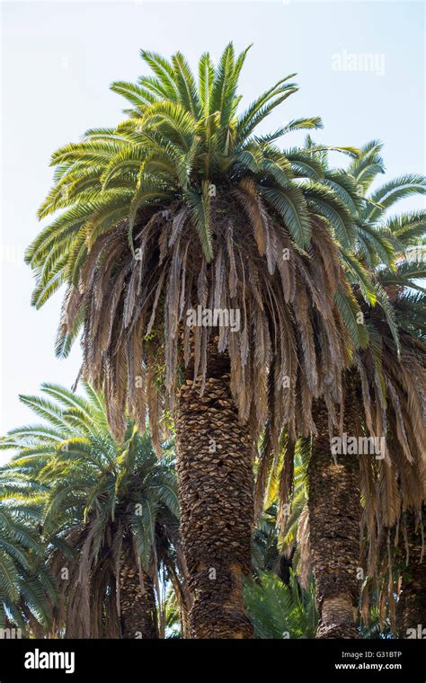 Palm Trees With Thick Trunks Stock Photo Alamy