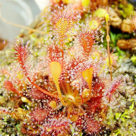 Sundew Seeds Drosera Capensis Macetas Tropicales Perennes Sin Omg