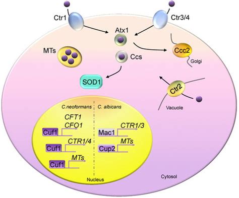 Ijms Free Full Text The Role Of Copper Homeostasis At The Host