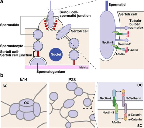 Nectin 2 In The Testis And The Olfactory Epithelium A Localization Of