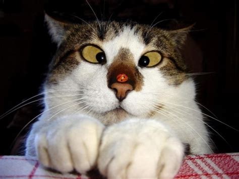 Cross Eyed Cat Funny Cat Faces Funny Cat Pictures Silly Cats