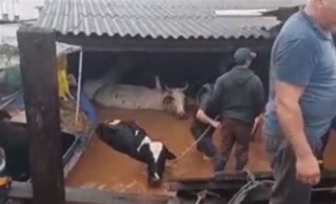 Capta O De Leite No Rs Vai Sendo Normalizada Pequena Perda Em