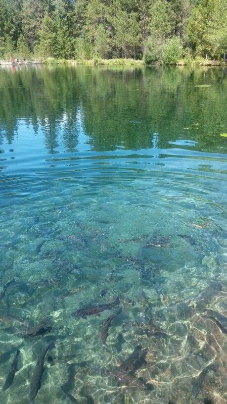 Wizard Falls Hatchery Water Lake Outdoor