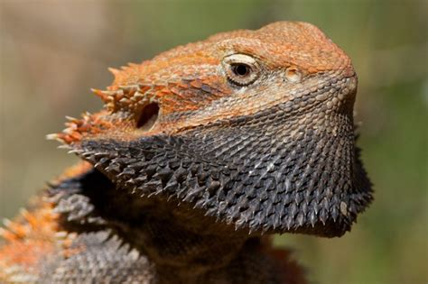 Wild Bearded Dragon Reptifiles