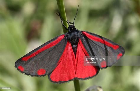 Cinnabar Moth High Res Stock Photo Getty Images