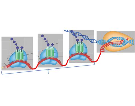 Prokaryotic Transcription and Translation Quiz 