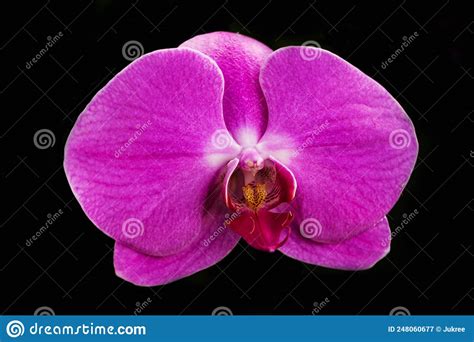 Pink Orchid on Black Background Stock Image - Image of aromatic ...