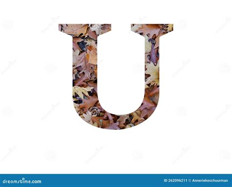 Letter U Of The Alphabet Made With Autumn Brown Oak Leaves Stock Image