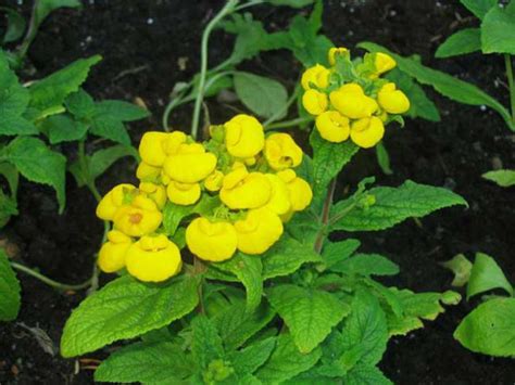 Как выбрать низкорослые цветы для клумбы и оформить цветник? + видео