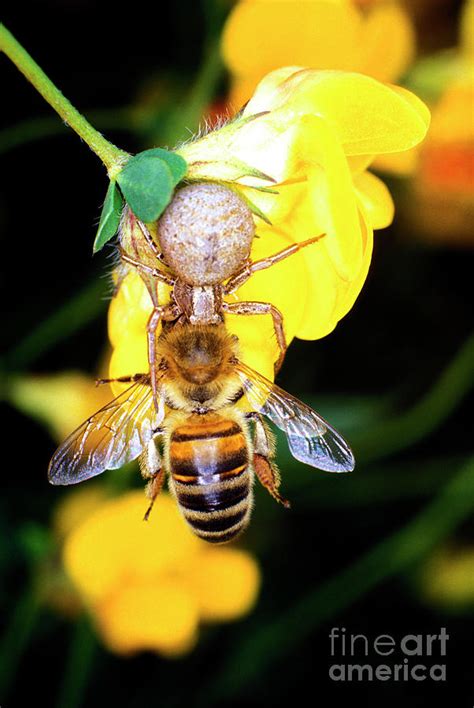 Crab Spider Hunting By Dr Keith Wheeler Science Photo Library