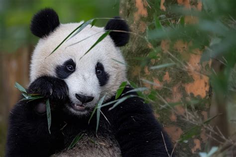 Большая Панда Фото Распечатать – Telegraph