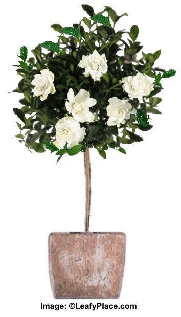 Indoor Gardenia Tree