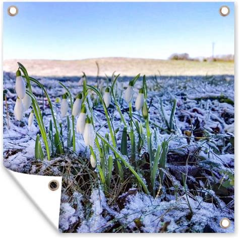 Tuinposters Een Groepje Wilde Sneeuwklokjes Op Winters Veld 50x50 Cm