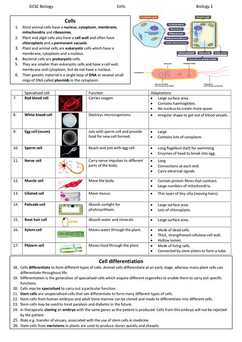 Cells Cell differentiation | Summaries Biology | Docsity