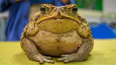 Ask The Aquarium — Whats The Difference Between A Frog And A Toad