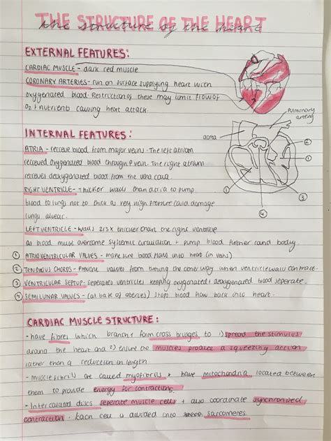 A Level Biology Revision Nurse Study Notes Biology Revision A Level