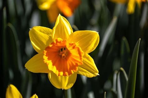 daffodil flower hd wallpapers tripartite daffodil order daffodil