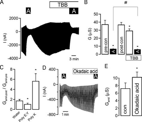 CK2 Activates ENaC In Xenopus Oocytes A Current Recording From A