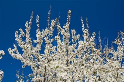 Bl Henden Fr Hling Baum Zweige Mit Wei En Bl Ten Ber Blauer Himmel