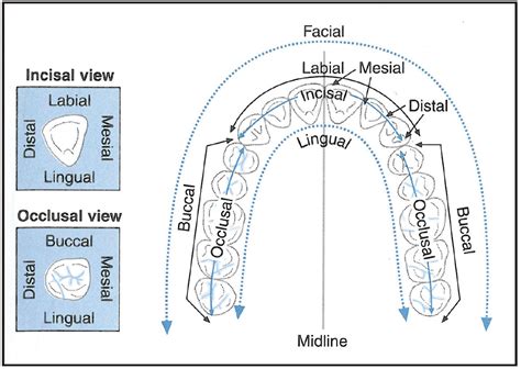 Buccal Tooth Surface