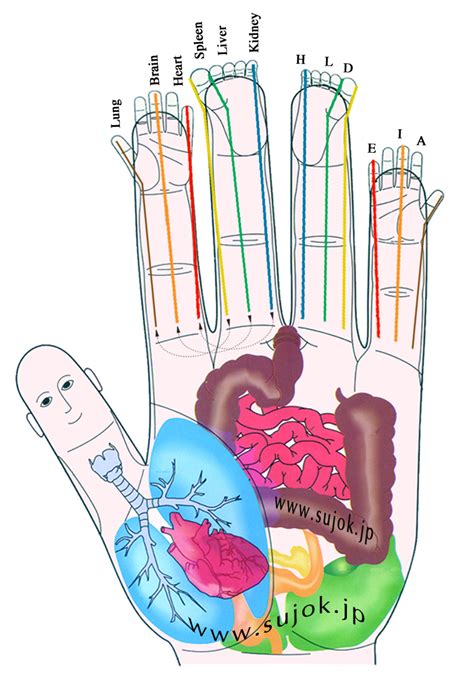 Sujok America Syllabuses Acupuncture Hand Reflexology Reflexology Massage