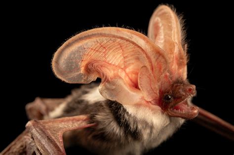 A Female Spotted Bat Euderma Maculatum Joel Sartore