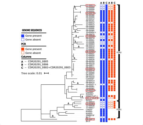 Maximum Likelihood Phylogenetic Tree Based On Core Genome Snps From