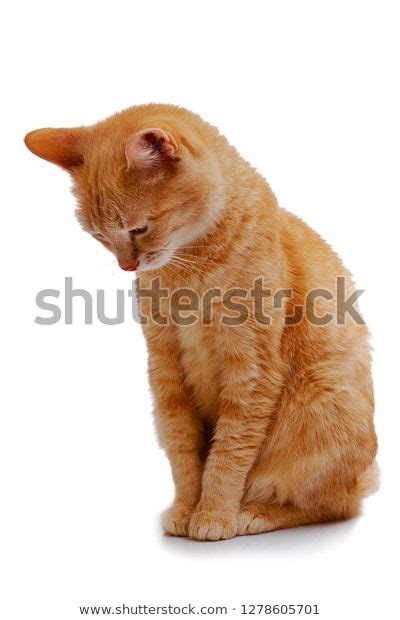 Find Ginger Cat Sitting Looking Down Isolated Stock Images In Hd And