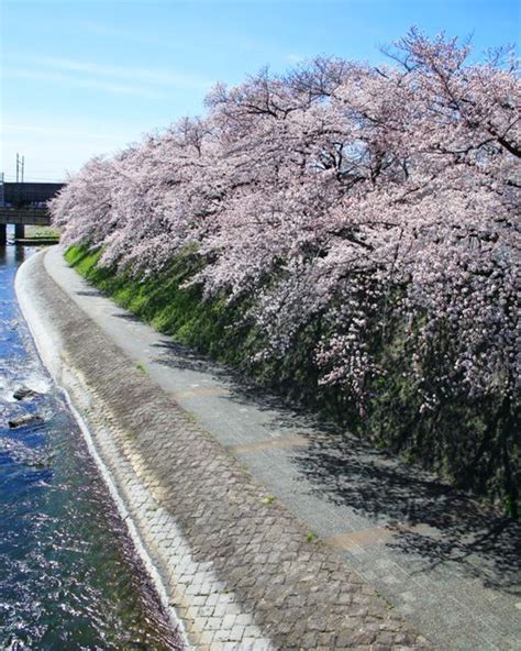 京都もよう KYOTO MOYOU on Instagram 京都府鴨川桜ぶわぁ 4月になりました 2022 04