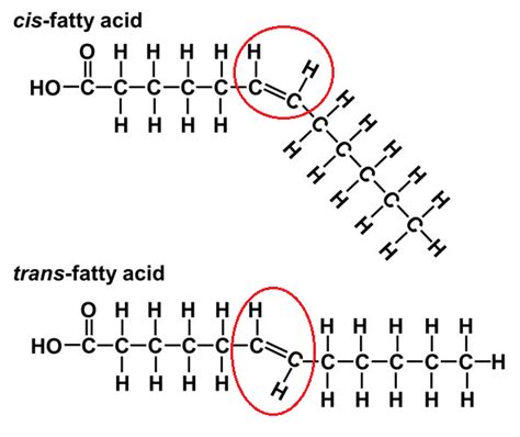 Trans fats are produced during the hydrogenation of their un | Quizlet