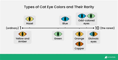 Cat Eye Colors And Their Rarity Rcoolguides