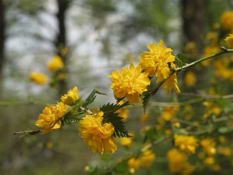 Kerria Japonica Pleniflora Double Flowering Kerria Garden Center