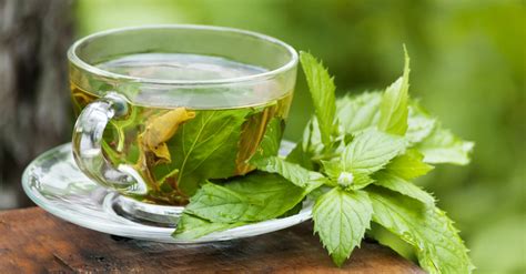 11 Beneficios del té de boldo y cómo hacerlo