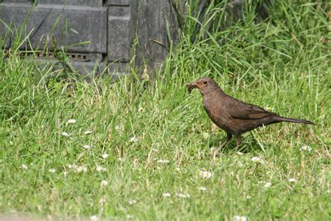 Free Images Nature Grass Prairie Wildlife Green Beak Robin