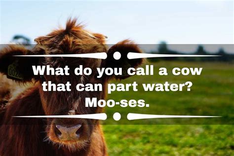 100 Funny Cow Jokes Puns Memes Sayings And One Liners Legit Ng