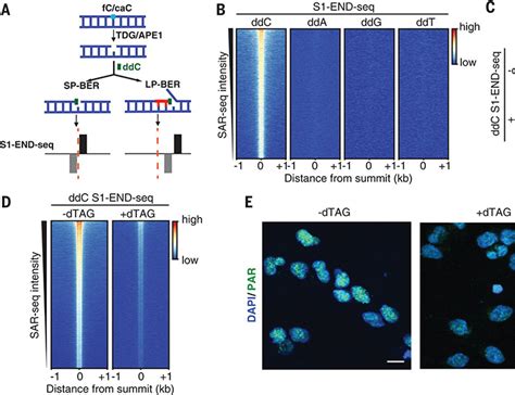 Active Dna Demethylation Promotes Cell Fate Specification And The Dna