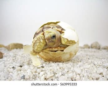 Baby Tortoise Hatching African Spurred Tortoisebirth Stock Photo ...