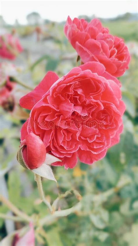 Red Rose Flowers in Vintage Style Color Stock Image - Image of roses ...