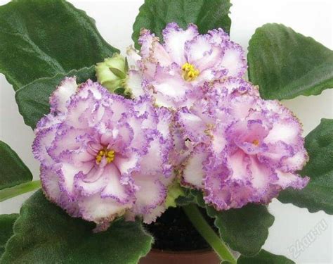 Фиалка мальдивский риф фото и описание