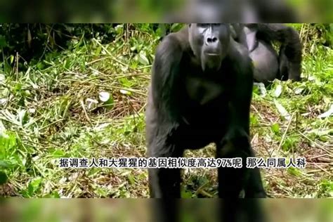 同属人科人和大猩猩能不能生下孩子科学家对这个猜想做了实验 大猩猩 生下 孩子