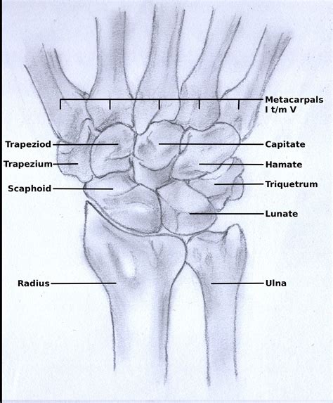 File Wrist Anatomy Wikimedia Commons