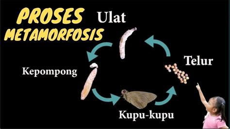 Belajar Dan Bermain Belajar Metamorfosis Bermain Ulat Daun Pisang Youtube