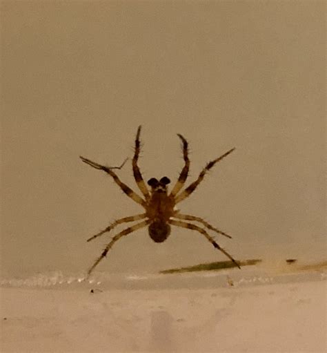 Spiders In Michigan Species And Pictures